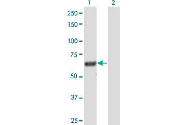 DOCK7 antibody  (AA 1-624)