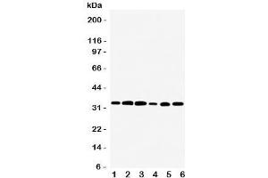 Western blot testing of TAZ antibody and rat samples 1:  skeletal muscle;  2: heart;  3: liver; and human samples 4: HeLa;  5: SMMC-7721;  6: SCG cell lysate. (TAZ anticorps  (Middle Region))