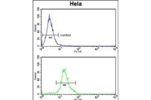 DOLK Antibody (Center) (ABIN652781 and ABIN2842513) flow cytometry analysis of Hela cells (bottom histogram) compared to a negative control cell (top histogram).