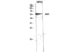 Western Blotting (WB) image for anti-V-Akt Murine Thymoma Viral Oncogene Homolog 1 (AKT1) (N-Term) antibody (ABIN3183239)