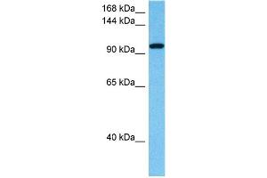 Host:  Rabbit  Target Name:  ZFHX4  Sample Tissue:  Human THP-1 Whole Cell lysates  Antibody Dilution:  1ug/ml (ZFHX4 anticorps  (N-Term))