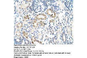 Rabbit Anti-CDC25B Antibody  Paraffin Embedded Tissue: Human Kidney Cellular Data: Epithelial cells of renal tubule Antibody Concentration: 4. (CDC25B anticorps  (N-Term))