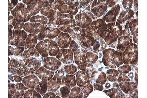 Image no. 3 for anti-Mitogen-Activated Protein Kinase Kinase 1 (MAP2K1) antibody (ABIN1499394) (MEK1 anticorps)