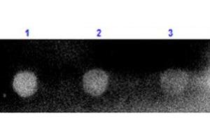 Dot Blot results of Guinea Pig Anti-Rabbit IgG Antibody Rhodamine Conjugated.