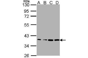WB Image Sample(30μg whole cell lysate) A: A431 , B: H1299 C: HeLaS3 D: MOLT4 , 12% SDS PAGE antibody diluted at 1:1000 (RPL5 anticorps)