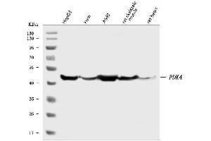 Western blot analysis of PDK4 using anti-PDK4 antibody (ABIN3043461).