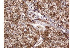 Image no. 2 for anti-B and T Lymphocyte Associated (BTLA) antibody (ABIN1496983) (BTLA anticorps)