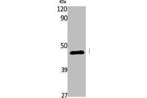 Western Blot analysis of various cells using EDG-6 Polyclonal Antibody (S1PR4 anticorps  (C-Term))