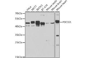 Western blot analysis of extracts of various cell lines, using PDCD2L antibody (ABIN6130653, ABIN6145336, ABIN6145337 and ABIN6223261) at 1:500 dilution. (PDCD2L anticorps  (AA 1-358))