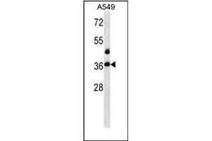 Western blot analysis of LASP1 Antibody (Center) in A549 cell line lysates (35ug/lane).