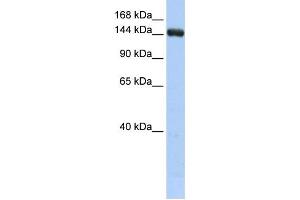 Western Blotting (WB) image for anti-UDP-Glucose Glycoprotein Glucosyltransferase 2 (UGT2) antibody (ABIN2459240) (UGCGL2 anticorps)