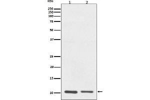 Western blot analysis of S100A10 expression in (1) A431 cell lysate, (2) RAW264.