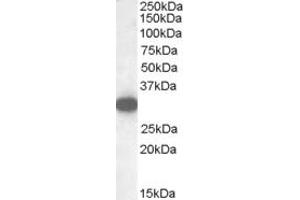 Western Blotting (WB) image for anti-Monoglyceride Lipase (MGLL) (Internal Region) antibody (ABIN2465954) (MGLL anticorps  (Internal Region))