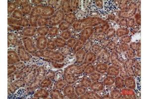 Immunohistochemistry (IHC) analysis of paraffin-embedded Mouse Kidney, antibody was diluted at 1:100. (FZD10 anticorps  (N-Term))