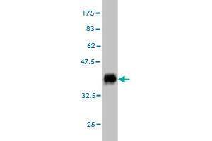 Western Blot detection against Immunogen (35.