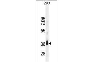 Western blot analysis in 293 cell line lysates (35ug/lane). (STRA8 anticorps  (C-Term))