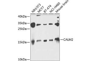 Western blot analysis of extracts of various cell lines, using C antibody (ABIN6131465, ABIN6137872, ABIN6137873 and ABIN6224031) at 1:1000 dilution. (Calmodulin 2 anticorps  (AA 1-149))