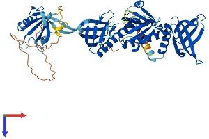 AlphaFold protein structure predicition of Human Recombinant SNTG1 Protein, UniprotID Q9NSN8