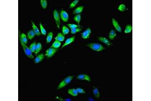 Immunofluorescent analysis of Hela cells using ABIN7160596 at dilution of 1:100 and Alexa Fluor 488-congugated AffiniPure Goat Anti-Rabbit IgG(H+L)