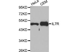 Western blot analysis of extracts of various cell lines, using IL7R antibody (ABIN5970572) at 1/1000 dilution. (IL7R anticorps)