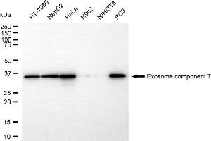 Western blotting analysis using exosome component 7 antibody (ABIN7798549). (Recombinant EXOSC7 anticorps)
