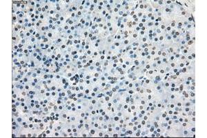 Image no. 10 for anti-P450 (Cytochrome) Oxidoreductase (POR) antibody (ABIN1497743) (POR anticorps)