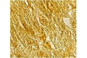 Immunohistochemistry (IHC) image for anti-beta-Site APP-Cleaving Enzyme 2 (BACE2) (C-Term) antibody (ABIN1030277) (BACE2 anticorps  (C-Term))