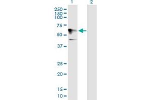 Western Blot analysis of HOMEZ expression in transfected 293T cell line by HOMEZ MaxPab polyclonal antibody.