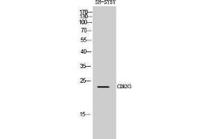 Western Blotting (WB) image for anti-Cyclin-Dependent Kinase Inhibitor 3 (CDKN3) (Internal Region) antibody (ABIN3183847) (CDKN3 anticorps  (Internal Region))