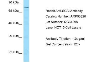 Western Blotting (WB) image for anti-Suppressor of Cancer Cell Invasion (SCAI) (C-Term) antibody (ABIN2789449)