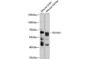 Western blot analysis of extracts of various cell lines, using ISYN antibody (ABIN6134840, ABIN6142555, ABIN6224835 and ABIN6224836) at 1:1000 dilution. (ISYNA1 anticorps  (AA 1-250))