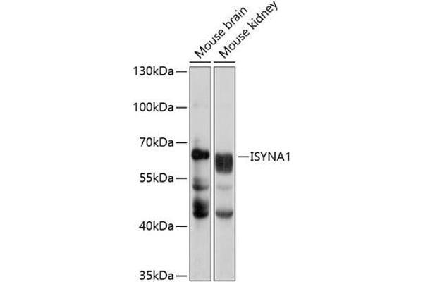 ISYNA1 anticorps  (AA 1-250)