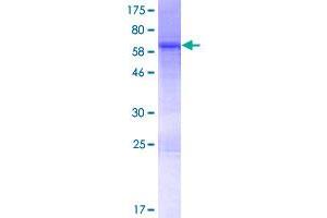 Image no. 1 for NudE Nuclear Distribution E Homolog (A. Nidulans)-Like 1 (NDEL1) (AA 1-345) protein (GST tag) (ABIN1312164)