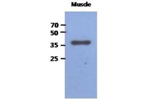 Western Blotting (WB) image for anti-Fructose-1,6-Bisphosphatase 2 (FBP2) antibody (ABIN1490753) (FBP2 anticorps)