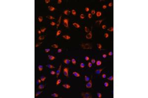 Immunofluorescence analysis of L929 cells using TMEM44 antibody (ABIN7270964) at dilution of 1:100. (TMEM44 anticorps  (AA 110-260))