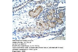 Human kidney (GTF2IRD1 anticorps  (C-Term))