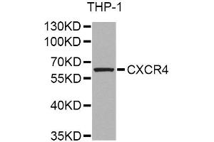 Western blot analysis of extracts of THP-1 cells, using CXCR4 Antibody. (CXCR4 anticorps)