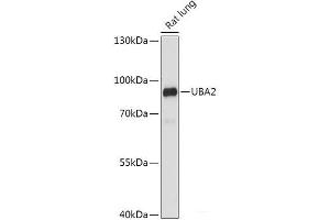 Western blot analysis of extracts of Rat lung using UBA2 Polyclonal Antibody at dilution of 1:1000. (UBA2 anticorps)