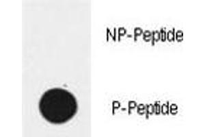 Dot blot analysis of phospho-EGFR antibody.