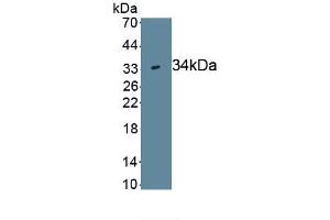 Detection of Recombinant WNT7B, Human using Monoclonal Antibody to Wingless Type MMTV Integration Site Family, Member 7B (WNT7B) (WNT7B anticorps  (AA 216-349))