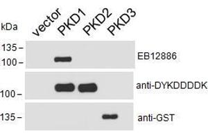 HEK293 lysate overexpressing Human DYKDDDDK-tagged PKD1, Human DYKDDDDK-tagged PKD2 or Human GST-tagged PKD3 probed with ABIN5539576 (0. (PKC mu anticorps  (AA 383-395))