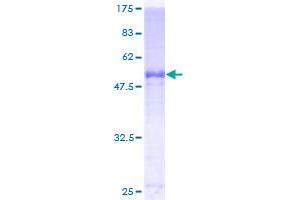 Image no. 1 for Apolipoprotein F (APOF) (AA 37-327) protein (GST tag) (ABIN1345376)