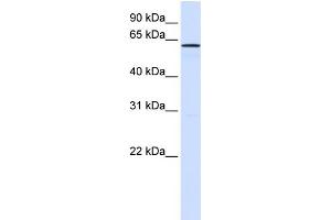 WB Suggested Anti-FAM20A Antibody Titration:  0.