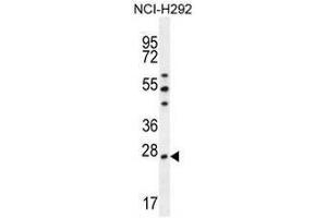 PRDX4 Antibody (Center) western blot analysis in NCI-H292 cell line lysates (35µg/lane).