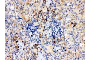 IHC testing of FFPE rat thymus with TLR7 antibody. (TLR7 anticorps)