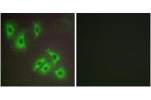 Immunofluorescence analysis of HepG2 cells, using BCLW Antibody. (BCL2L2 anticorps  (AA 131-180))