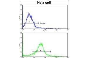 Flow cytometric analysis of hela cells using CLNS1A Antibody (Center)(bottom histogram) compared to a negative control cell (top histogram). (CLNS1A anticorps  (AA 148-176))