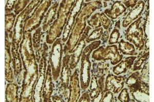 ABIN6273164 at 1/100 staining Mouse kidney tissue by IHC-P. (SMOX anticorps  (Internal Region))