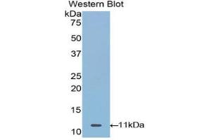 Western Blotting (WB) image for anti-Mucin 21, Cell Surface Associated (MUC21) (AA 505-566) antibody (ABIN1078344) (MUC21 anticorps  (AA 505-566))