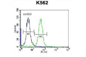 Flow Cytometry (FACS) image for anti-Calcium Channel, Voltage-Dependent, gamma Subunit 4 (CACNG4) antibody (ABIN2997002)